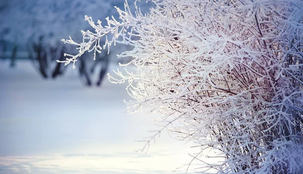 Ramos Arbustos Hoarfrost Neve Inverno São Iluminados Com Sol — Fotografia de Stock