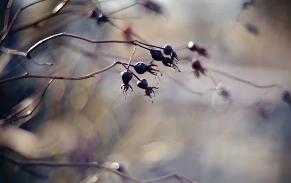果実を持つドングローズブッシュの枝の背景 — ストック写真