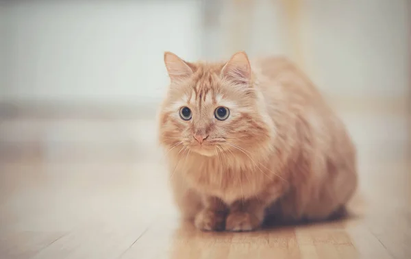 Chat Domestique Rouge Rayé Sur Sol — Photo