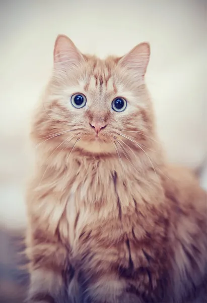 Portrait Fluffy Striped Domestic Cat Red Color — Stock Photo, Image
