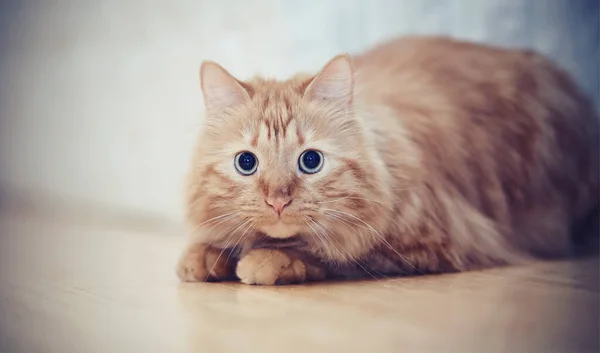 Ριγέ Κόκκινο Εγχώρια Γάτα Βρίσκεται Ένα Πάτωμα — Φωτογραφία Αρχείου