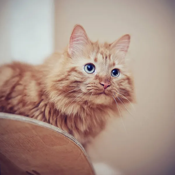 Portrait Fluffy Striped Domestic Cat Red Color — Stock Photo, Image