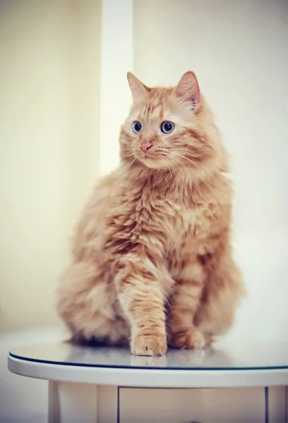 Gato Doméstico Vermelho Listrado Senta Mesa — Fotografia de Stock