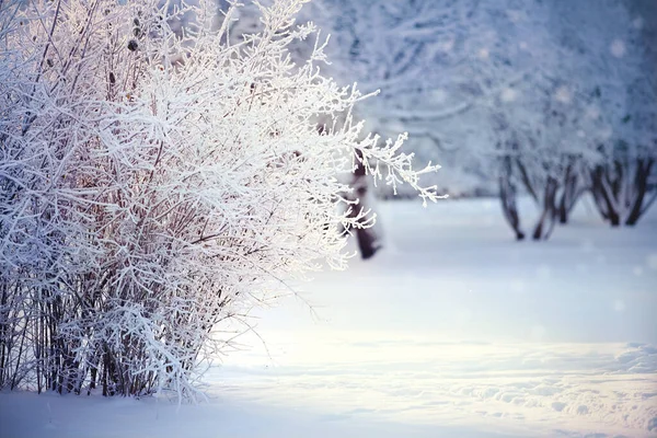 Takken Van Struiken Vorst Sneeuw Winter Zijn Verlicht Met Zon — Stockfoto