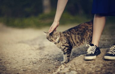 Gri çizgili sokak kedisi ile iletişim..