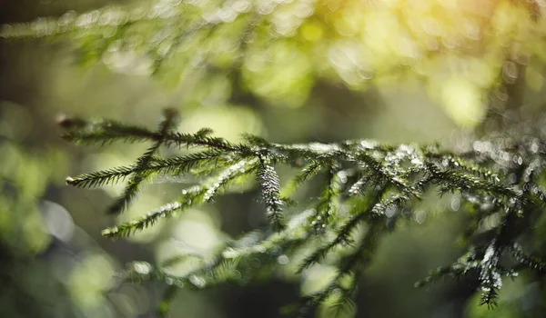 Wazig Achtergrond Met Groene Dennenbomen Takken Bokeh — Stockfoto