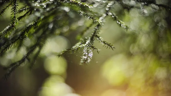 Wazig Achtergrond Met Groene Dennenbomen Takken Bokeh — Stockfoto