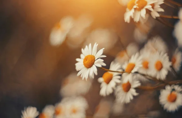 Het Wilde Veld Bloeiende Plant Een Kamille Weelderige Bloemen Van — Stockfoto