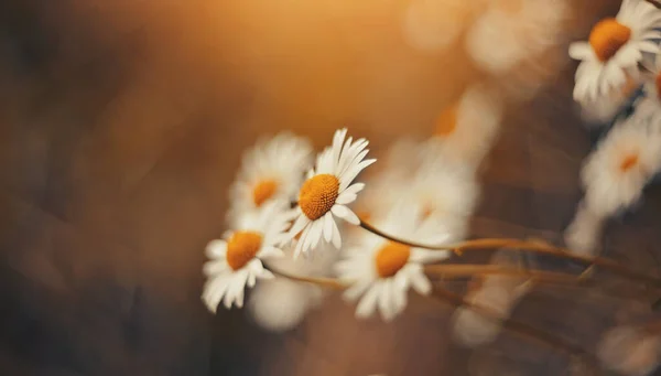 Plante Fleurs Des Champs Sauvages Une Camomille Floraison Luxuriante Fleurs — Photo