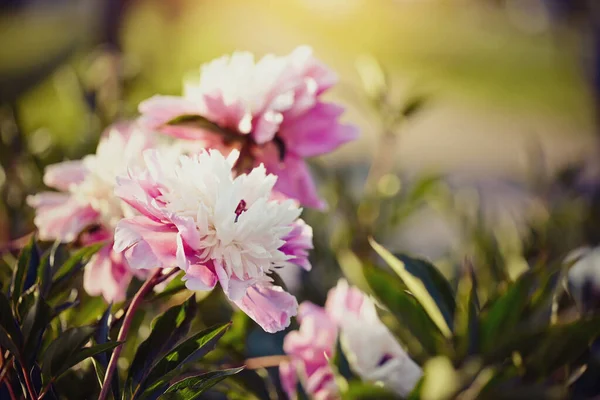 Weelderige Bloei Van Witte Roze Pioenroos Tuin Bij Helder Zonnig — Stockfoto