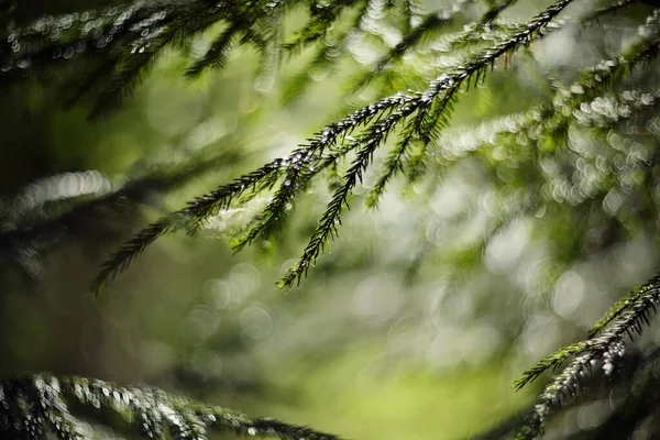 Wazig Achtergrond Met Groene Dennenbomen Takken Bokeh — Stockfoto