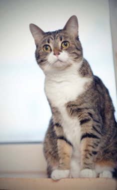 Çizgili gri kedi pencere eşiğinde oturuyor..