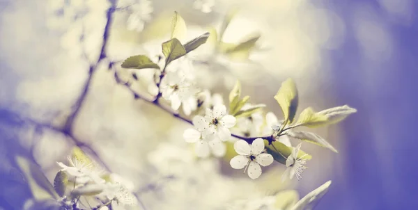 Větev Kvetoucí Třešně Jaře — Stock fotografie
