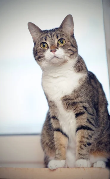 창턱에 줄무늬 고양이 — 스톡 사진