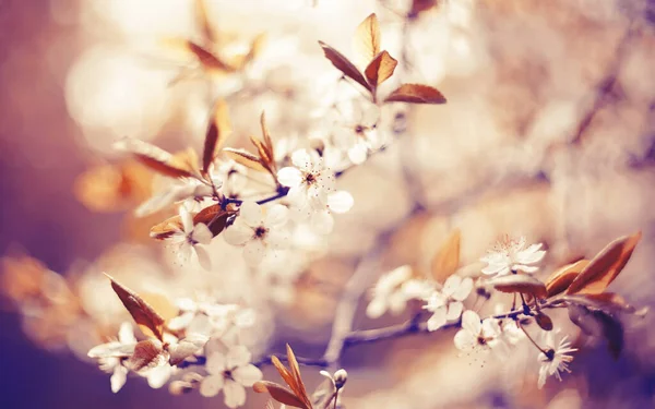 Větve Kvetoucí Třešně Jaře — Stock fotografie