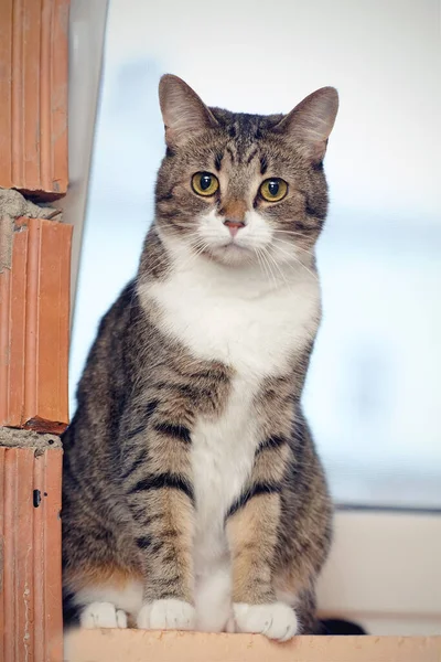 Gatto Grigio Strisce Seduto Sul Davanzale Della Finestra — Foto Stock