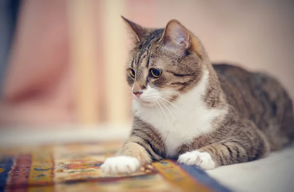 Porträt Der Gestreiften Hauskatze Auf Einem Teppich Liegend — Stockfoto