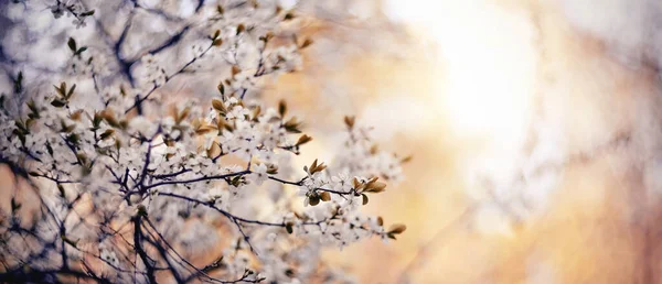 Background Branches Blossoming Cherry Spring —  Fotos de Stock