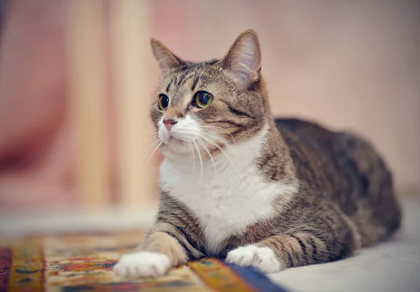 Πορτρέτο Του Ριγέ Εγχώρια Γάτα Που Βρίσκεται Ένα Χαλί — Φωτογραφία Αρχείου