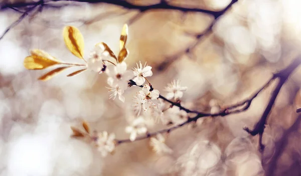 Ramas Cereza Flor Primavera — Foto de Stock
