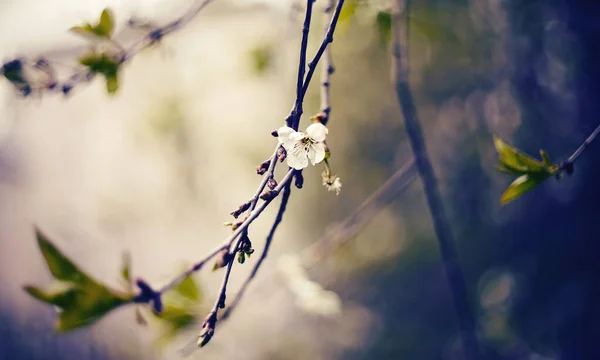 Zweig Der Blühenden Kirsche Frühling — Stockfoto