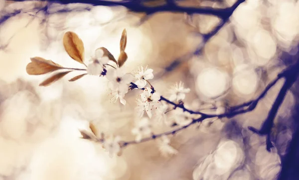 Branche Cerise Fleurs Printemps — Photo