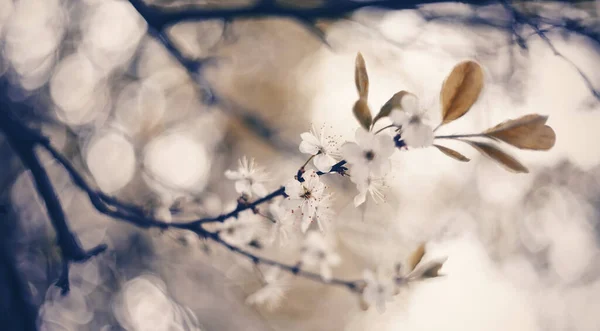 Zweig Der Blühenden Kirsche Frühling — Stockfoto