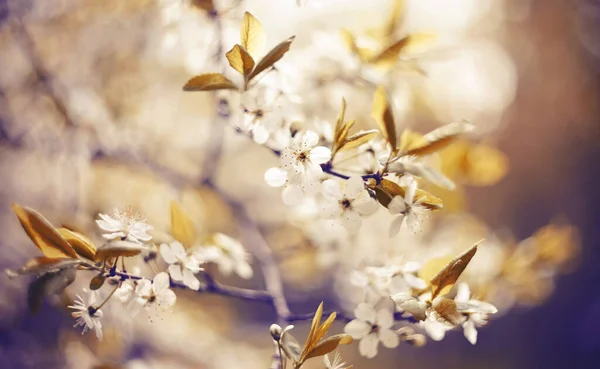 Větve Kvetoucí Třešně Jaře — Stock fotografie