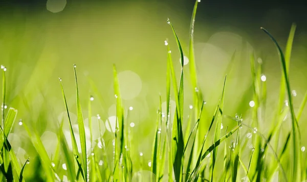 有露珠的绿色湿草的背景 — 图库照片