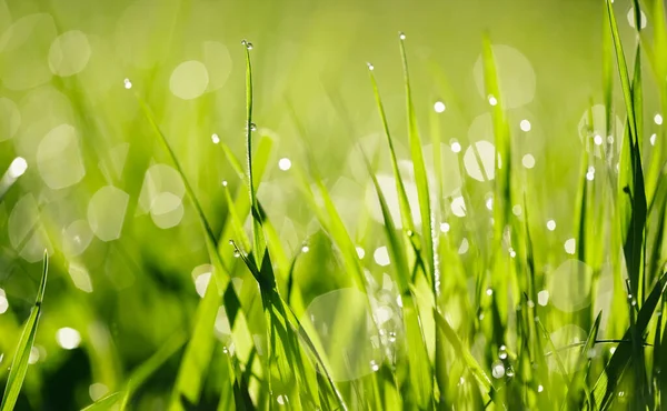 Hintergrund Mit Grünem Feuchtem Gras Mit Tautropfen — Stockfoto