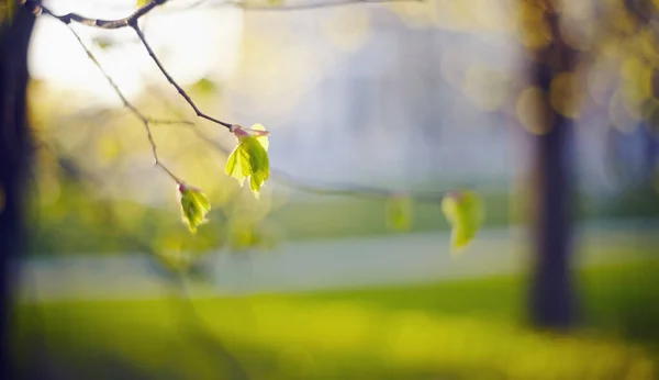 春天的背景模糊不清 林荫丛生的枝条上闪烁着绿光 — 图库照片