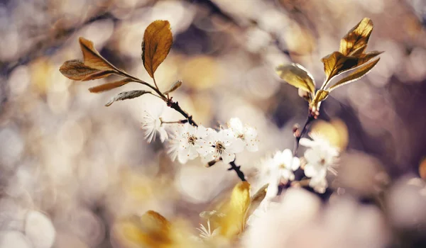 Zweige Der Blühenden Kirsche Frühling — Stockfoto