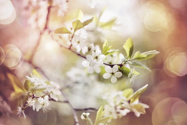 Branches Cerise Fleurs Printemps — Photo
