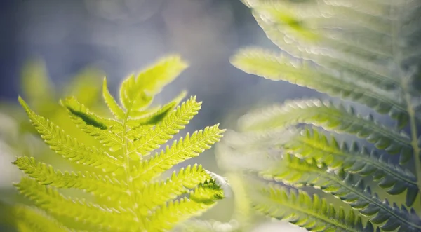 Abstrato Fundo Borrado Com Bokeh Com Folhas Samambaia — Fotografia de Stock