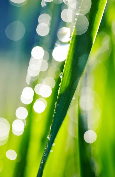 Свежая Зеленая Трава Росой Травяной Фон — стоковое фото