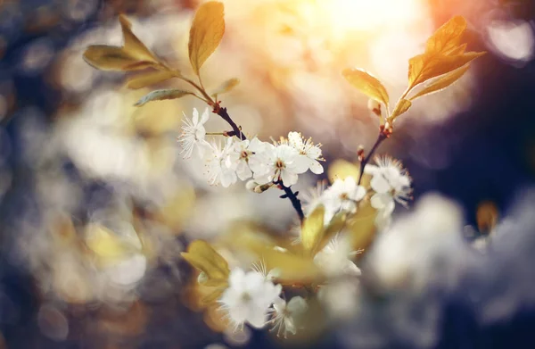 Branches Blossoming Cherry Spring — Stock Photo, Image