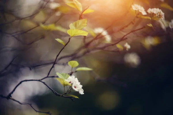 Voorjaar Bloemen Van Een Meidoorn Half Opgedroogde Tak — Stockfoto