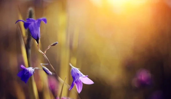 ハレベル夏の野花 カンパヌラ 日没のフィールドブルーの花 ストック写真