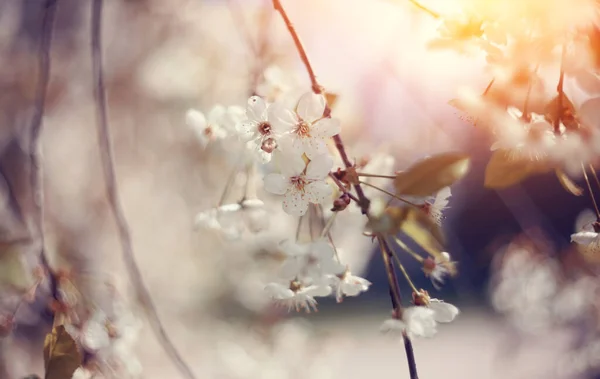 Flores Blancas Cerezo Luz Del Sol Primavera — Foto de Stock