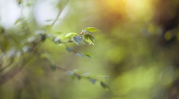Baharda Yeşil Huş Dalları Olan Bir Arka Plan — Stok fotoğraf