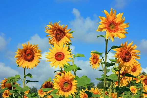 Ein großes Feld gelber Sonnenblumen Stockbild