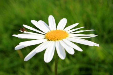 Papatya üzerinde oturan küçük örümcek