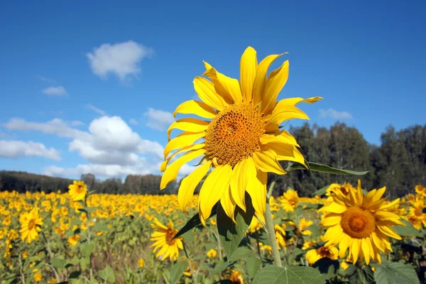 Rijp geel zonnebloemveld — Stockfoto