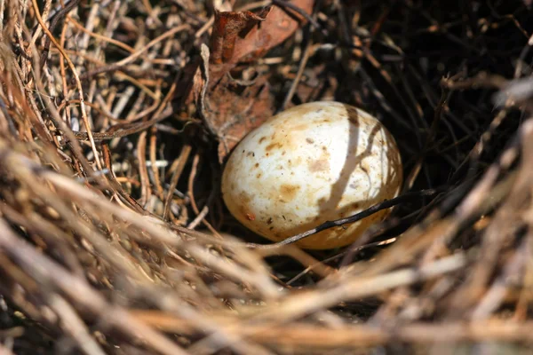 巣の中の小さな卵 — ストック写真