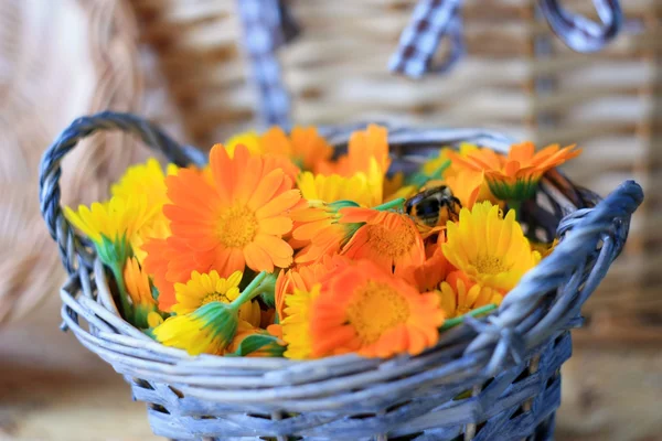 Mızraplı marigold Çiçek sepet bir yalan