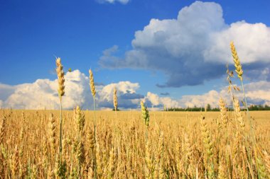 kulakları bir alanda buğday