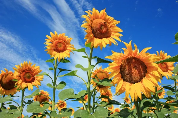 Champ de tournesols jaunes mûrs — Photo