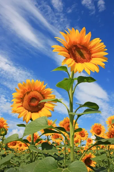 Feld der reifen gelben Sonnenblumen lizenzfreie Stockbilder