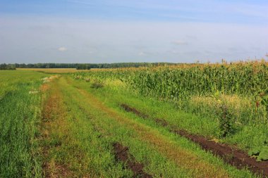 Buğday tarlasında toprak yol