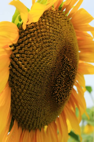 Gelbe Sonnenblumen Einem Grünen Feld — Stockfoto